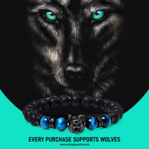 “Save A Wolf-Bracelet|“Save A Wolf-Bracelet|“Save A Wolf-Bracelet|“Save A Wolf-Bracelet|“Save A Wolf-Bracelet|“Save A Wolf-Bracelet|“Save A Wolf” Bracelet|“Save A Wolf” Bracelet|“Save A Wolf” Bracelet|“Save A Wolf” Bracelet|“Save A Wolf” Bracelet|“Save A Wolf” Bracelet|“Save A Wolf” Bracelet|“Save A Wolf” Bracelet|“Save A Wolf” Bracelet|“Save A Wolf” Bracelet|“Save A Wolf” Bracelet|“Save A Wolf” Bracelet|“Save A Wolf” Bracelet|“Save A Wolf” Bracelet|“Save A Wolf” Bracelet|“Save A Wolf” Bracelet|“Save A Wolf” Bracelet|“Save A Wolf” Bracelet